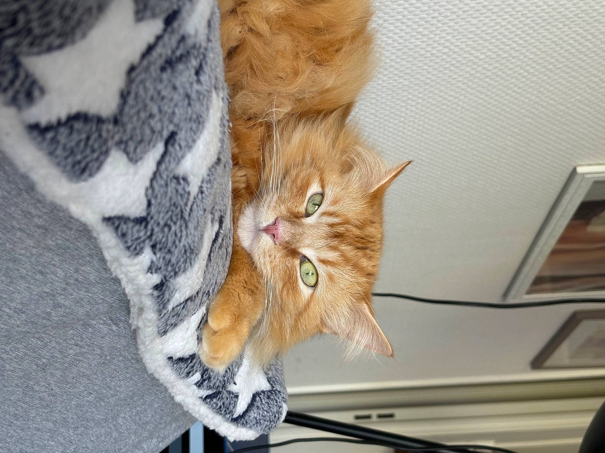 Moon a rejoint le concours — aidez-le/la à gagner de superbes lots ! carnivore, cat, claw, comfort, domestic_short_haired_cat, drawer, fawn, felidae, fur, human_leg, paw, peach, plant, sleeve, small_to_medium_sized_cats, tail, tree, whiskers, window, wood