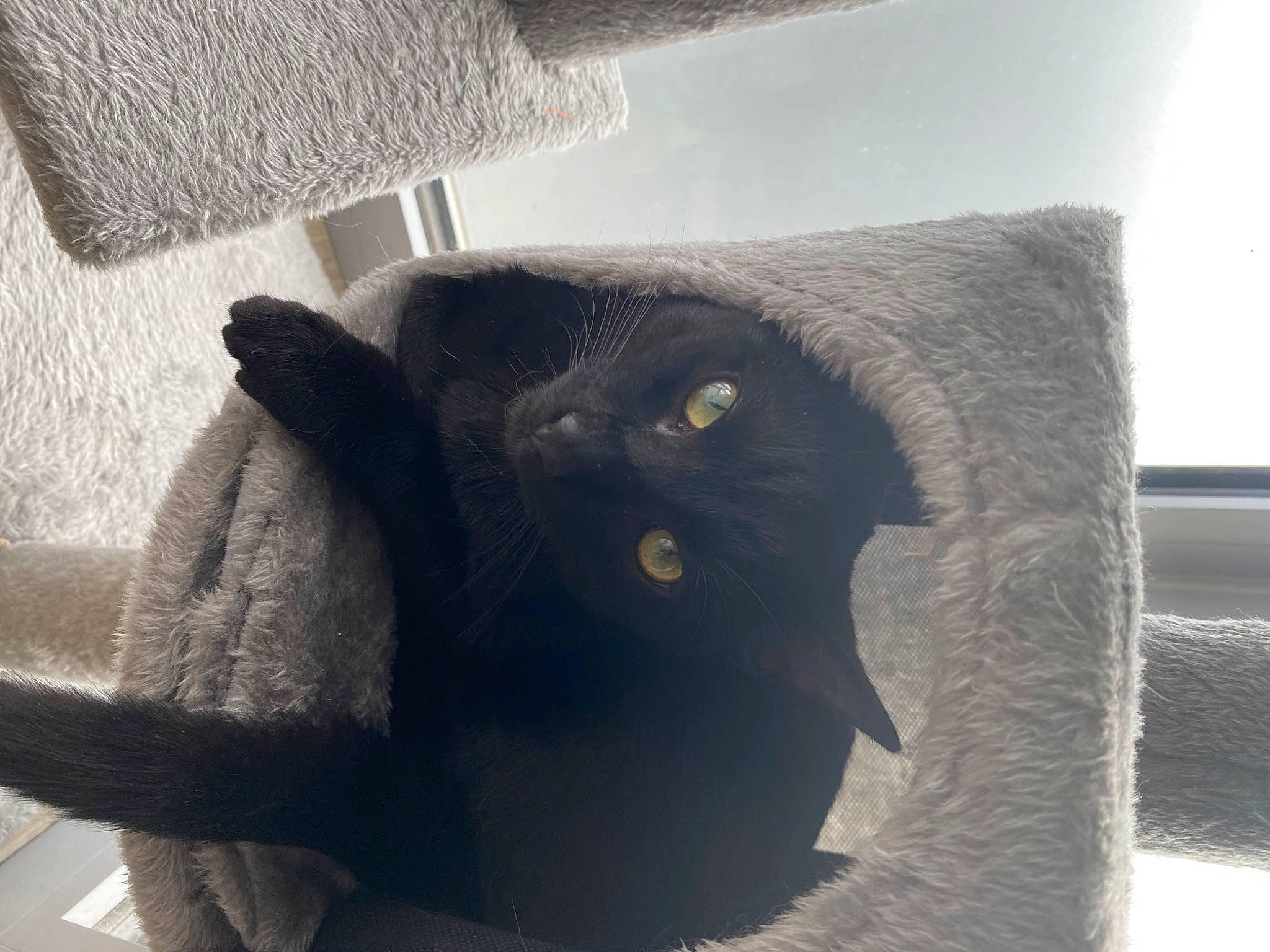 Balou a rejoint le concours — aidez-le/la à gagner de superbes lots ! black_cat, carnivore, cat, cat_supply, chair, comfort, domestic_short_haired_cat, felidae, fur, grey, plant, room, small_to_medium_sized_cats, tail, terrestrial_animal, textile, tree, whiskers, window, wood