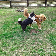 Sissy And Timber is registered to the contest to win money with this photo: dog, dogs, playing, grass, backyard, fence, tree, happy, pet, animal, canine, outdoor, nature, friendship, tongue_out, fur, tail, fun, interaction, daylight