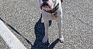 Bruno joined the competition — help win amazing prizes! dog, white_dog, leash, parking_lot, shadow, asphalt, sunlight, outdoor, pet, canine, curious, standing, collar, ear, black_patch, pavement, daytime, animal, walking, person_foot