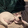 dog, white_dog, blanket, bed, resting, cozy, indoor, sleepy, pet, fur, animal, face, paw, nose, expression, canine, blanket_cover, relaxed, lying_down, comfort