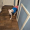 dog, white_dog, indoor, hallway, wooden_floor, blue_wall, door, pet_clothing, patriotic_outfit, curious, standing, floor, animal, canine, ears, looking, paws, home_interior, wall, doorframe