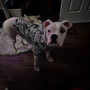 Bruno joined the competition — help win amazing prizes! dog, white_dog, black_patch, pet_clothing, floral_pattern, indoor, wooden_floor, plush_toy, rug, door, curious_expression, pet, animal, canine, looking_up, dim_lighting, home, floor, ears, standing