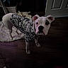 dog, white_dog, black_patch, pet_clothing, floral_pattern, indoor, wooden_floor, plush_toy, rug, door, curious_expression, pet, animal, canine, looking_up, dim_lighting, home, floor, ears, standing