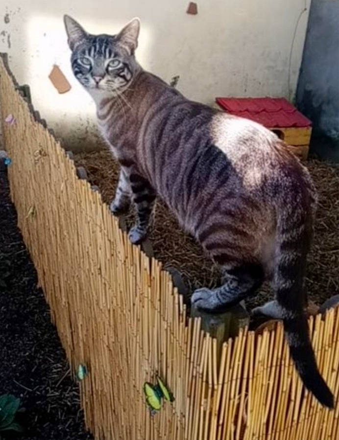 Yoda participe au concours pour gagner de l'argent avec cette photo : carnivore, cat, claw, couch, domestic_short_haired_cat, felidae, flooring, fur, grass, hardwood, paw, small_to_medium_sized_cats, snout, tail, terrestrial_animal, vertebrate, whiskers, wood, wood_stain