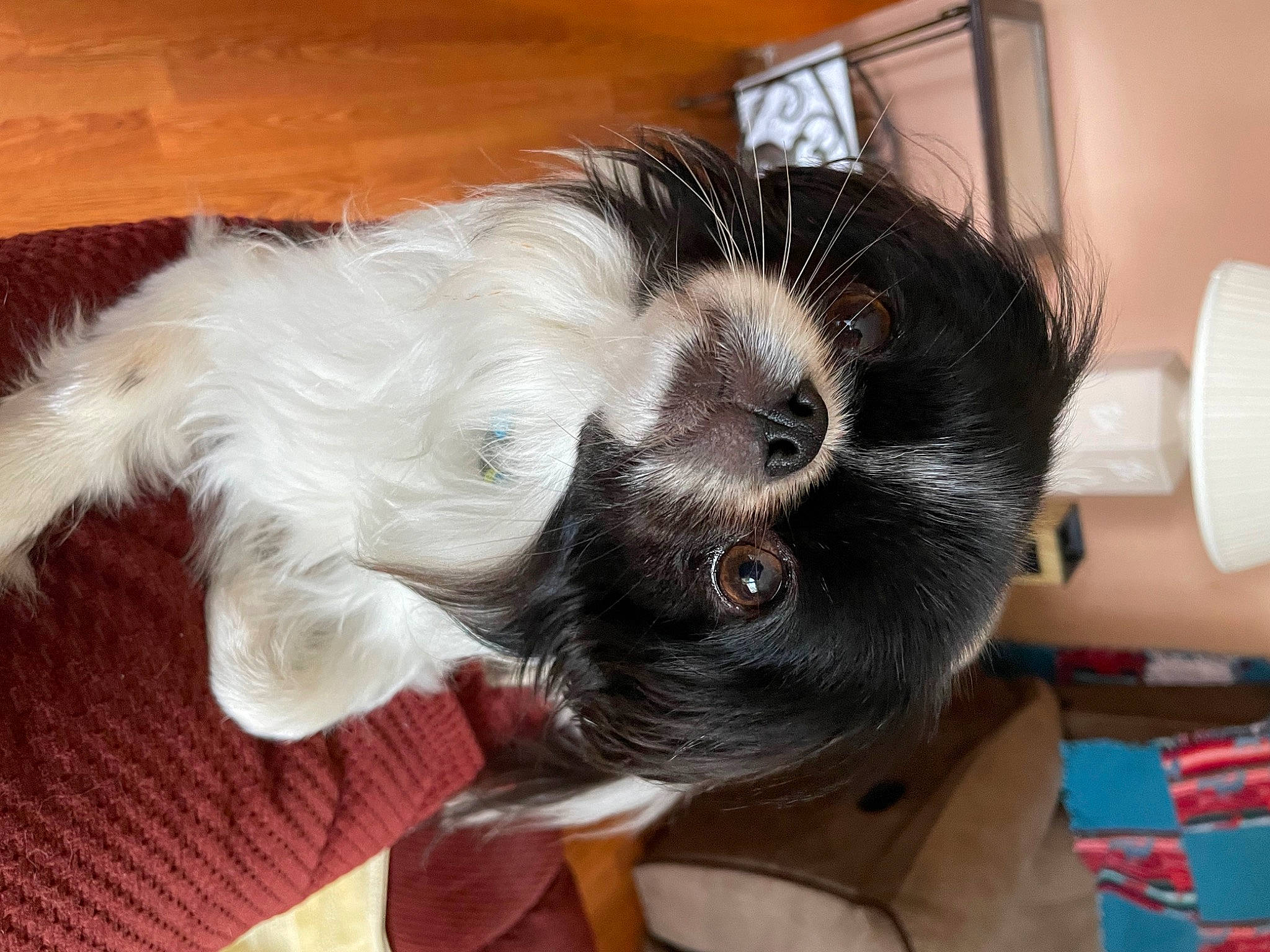 Holly joined the competition — help win amazing prizes! canidae, carnivore, claw, comfort, companion_dog, dog_breed, ear, fawn, felidae, fur, paw, pet_supply, small_to_medium_sized_cats, snout, sporting_group, tail, toy, toy_dog, whiskers, working_animal