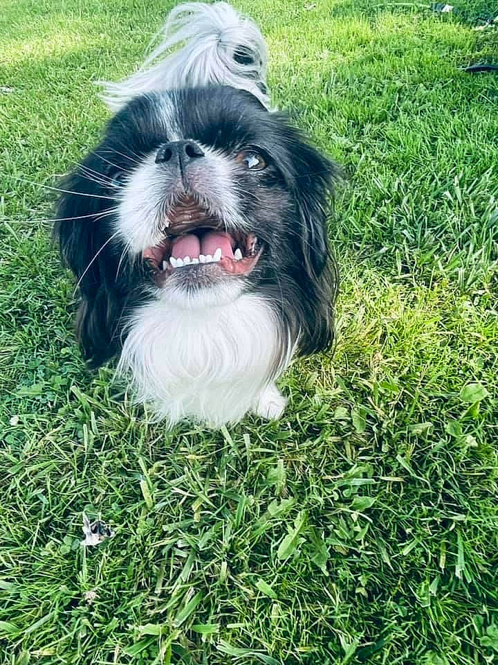 Holly is registered to the contest to win money with this photo: canidae, carnivore, companion_dog, dog, dog_breed, dog_supply, fang, fur, grass, groundcover, herding_dog, jaw, liver, plant, snout, sporting_group, terrier, toy_dog, whiskers, yawn