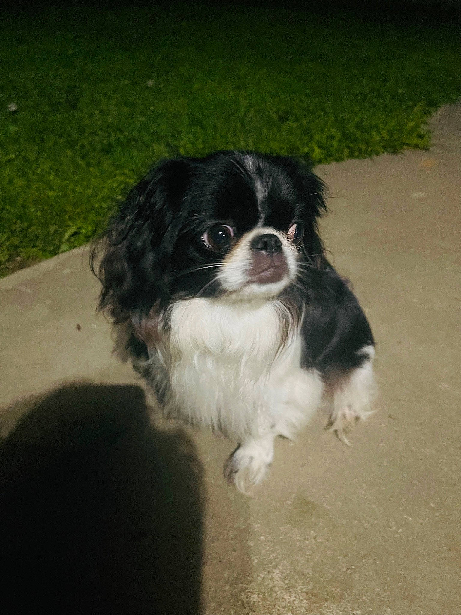 Holly is registered to the contest to win money with this photo: carnivore, cavalier_king_charles_spaniel, companion_dog, dog, dog_breed, fur, grass, gun_dog, king_charles_spaniel, liver, snout, spaniel, sporting_group, terrestrial_animal, tibetan_spaniel, toy_dog, working_animal, working_dog