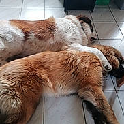 Volt participe au concours pour gagner de l'argent avec cette photo : dog, sleeping, floor, tile, paw, fur, brown, white, resting, indoors, pet, companion, relaxation, cozy, animal, friendship, laying, two_dogs, large_dog, canine