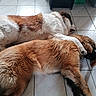 dog, sleeping, floor, tile, paw, fur, brown, white, resting, indoors, pet, companion, relaxation, cozy, animal, friendship, laying, two_dogs, large_dog, canine