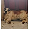 Volt participe au concours pour gagner de l'argent avec cette photo : dog, resting, large_dog, indoor, floor_tile, door, brown_and_white, fur, paw, sleeping, pet, animal, cozy, corner, relaxed, home, quiet, laying_down, mammal, domestic_animal