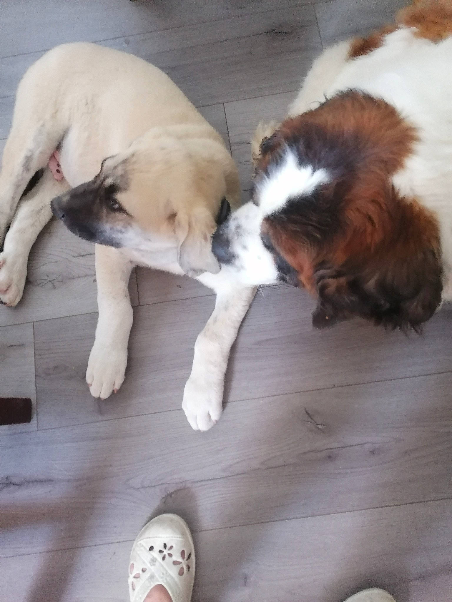 Beethoven a rejoint le concours — aidez-le/la à gagner de superbes lots ! canidae, carnivore, comfort, companion_dog, dog, dog_breed, fawn, flooring, foot, fur, hardwood, human_leg, liver, paw, sandal, snout, sporting_group, tail, wood, working_animal