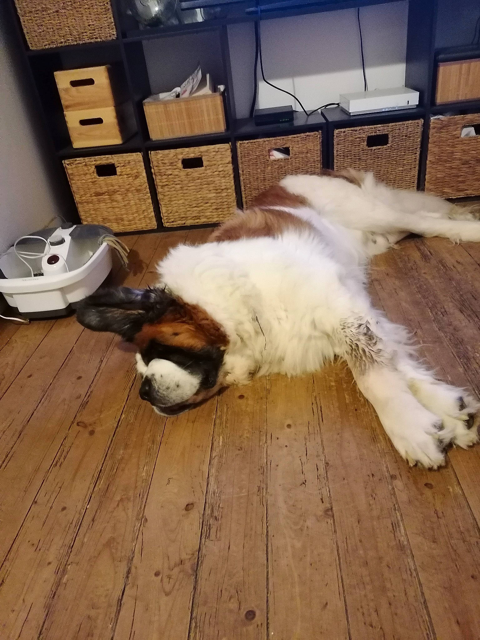 Beethoven participe au concours pour gagner de l'argent avec cette photo : cabinetry, cat, chest_of_drawers, companion_dog, dog_breed, drawer, felidae, floor, flooring, fur, hardwood, laminate_flooring, mammal, plant, shipping_box, small_to_medium_sized_cats, tail, whiskers, wood, wood_flooring