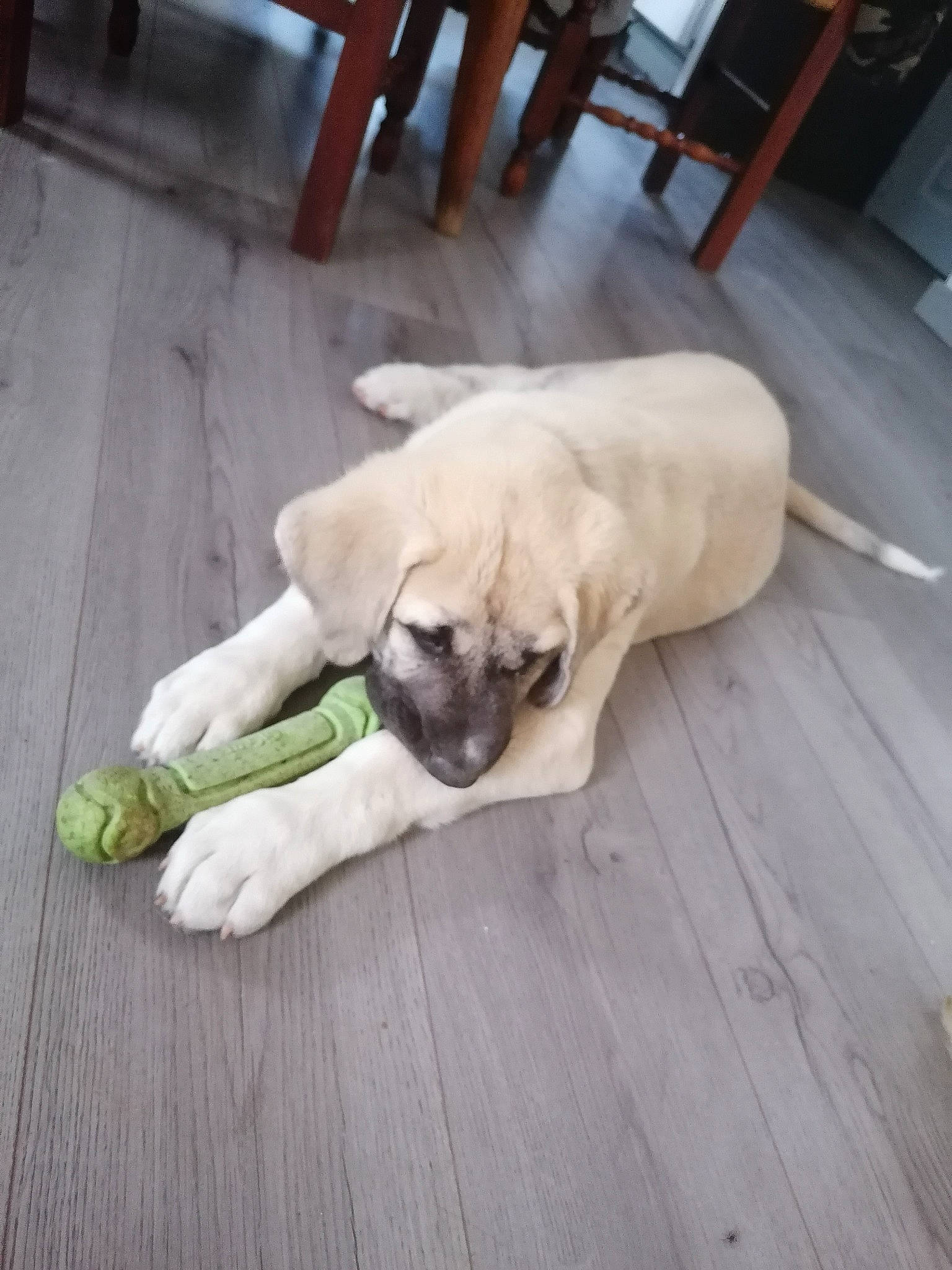 You Two a rejoint le concours — aidez-le/la à gagner de superbes lots ! canidae, carnivore, companion_dog, dog, dog_breed, dog_collar, fawn, floor, flooring, hardwood, paw, pet_supply, pug, snout, sporting_group, tail, toy_dog, wood, wood_flooring, working_animal