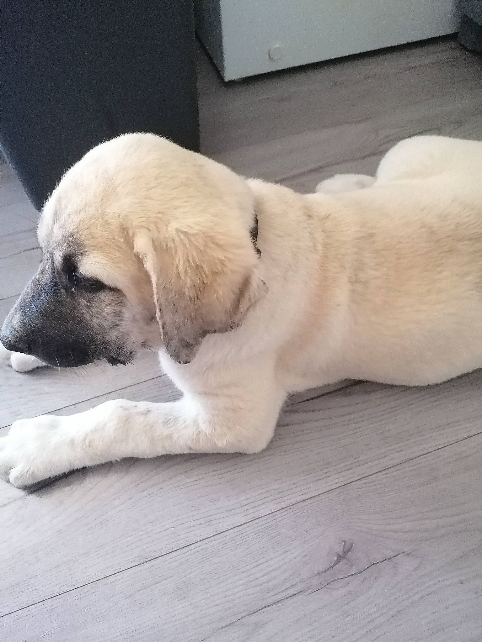 You Two participe au concours pour gagner de l'argent avec cette photo : canidae, carnivore, comfort, companion_dog, dog, dog_breed, door, fawn, flooring, foot, fur, paw, snout, sporting_group, tail, whiskers, window, wood, working_animal, wrinkle