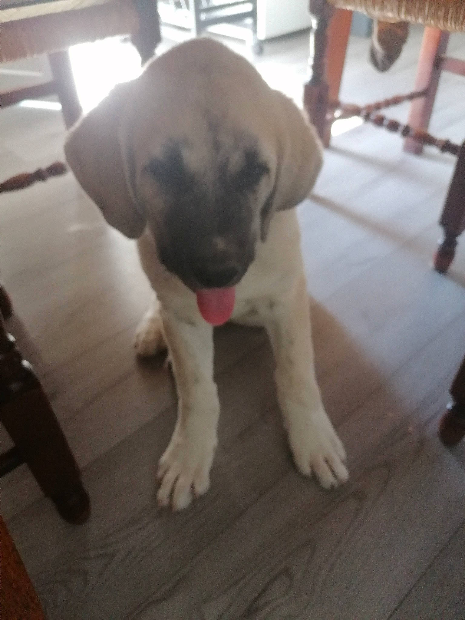 You Two a rejoint le concours — aidez-le/la à gagner de superbes lots ! canidae, carnivore, companion_dog, dog, dog_breed, fawn, floor, flooring, guard_dog, hardwood, laminate_flooring, paw, pet_supply, snout, tail, toy_dog, whiskers, wood, wood_flooring, working_animal