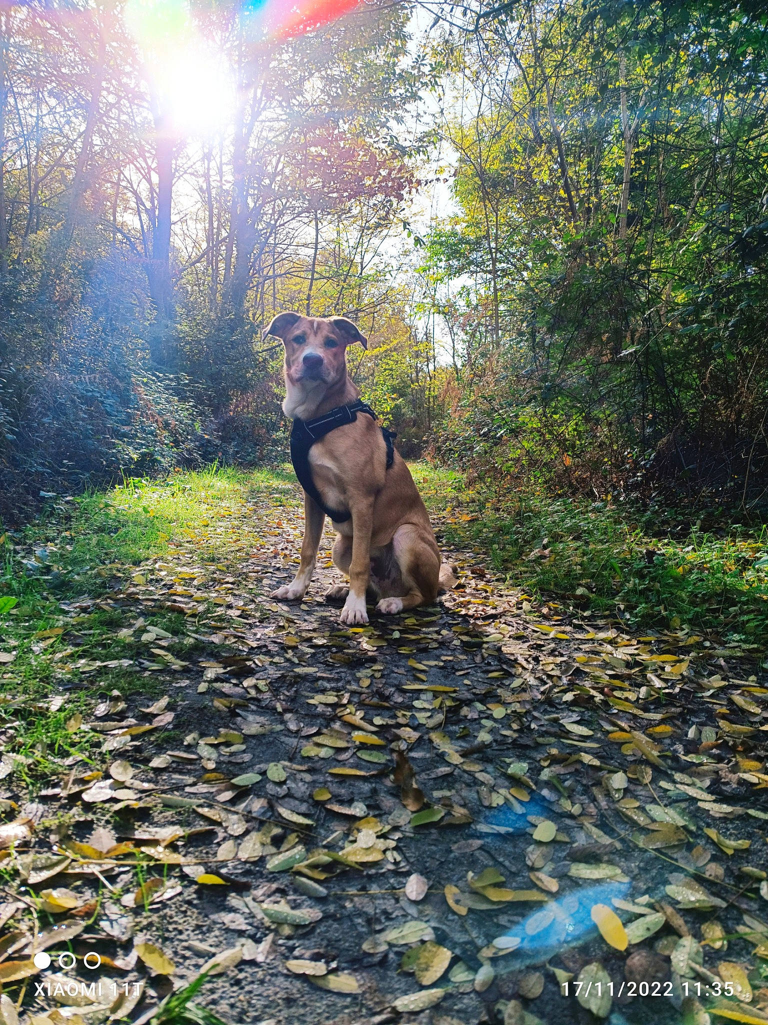 Rolly a rejoint le concours — aidez-le/la à gagner de superbes lots ! carnivore, deciduous, dog, dog_breed, fawn, forest, grass, groundcover, landscape, natural_landscape, people_in_nature, plant, soil, sunlight, tail, trail, tree, wood, woodland, working_animal