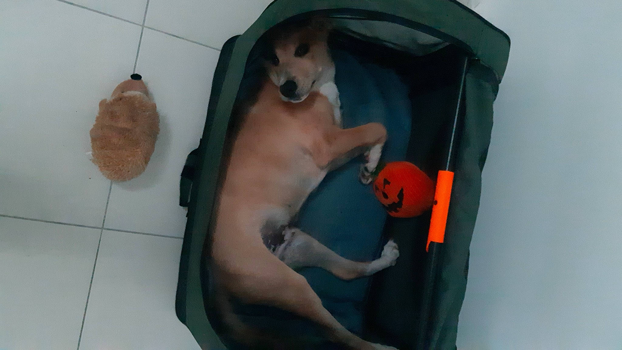 Rolly participe au concours pour gagner de l'argent avec cette photo : art, ball, canidae, carnivore, comfort, companion_dog, dog, dog_bed, dog_breed, dog_supply, dog_toy, doghouse, fawn, pet_supply, snout, sporting_group, stuffed_toy, tail, toy, working_animal