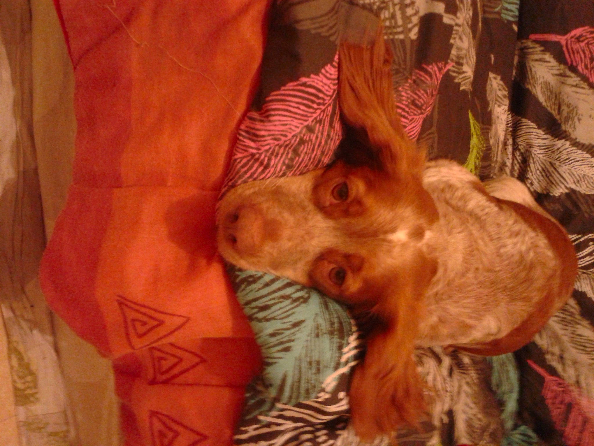 Havana participe au concours pour gagner de l'argent avec cette photo : art, canidae, carnivore, companion_dog, dog, dog_breed, ear, fawn, felidae, fur, liver, sculpture, small_to_medium_sized_cats, snout, sporting_group, toy, toy_dog, whiskers, wood, working_animal