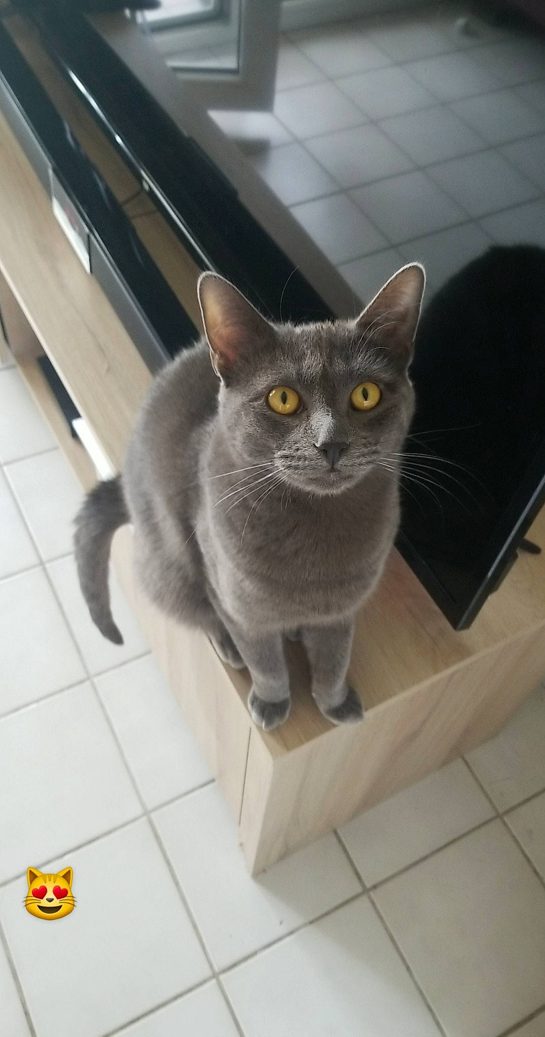 Tchoupi a rejoint le concours — aidez-le/la à gagner de superbes lots ! box, carnivore, cat, domestic_short_haired_cat, felidae, flooring, grey, russian_blue, small_to_medium_sized_cats, snout, tail, tile_flooring, whiskers, window