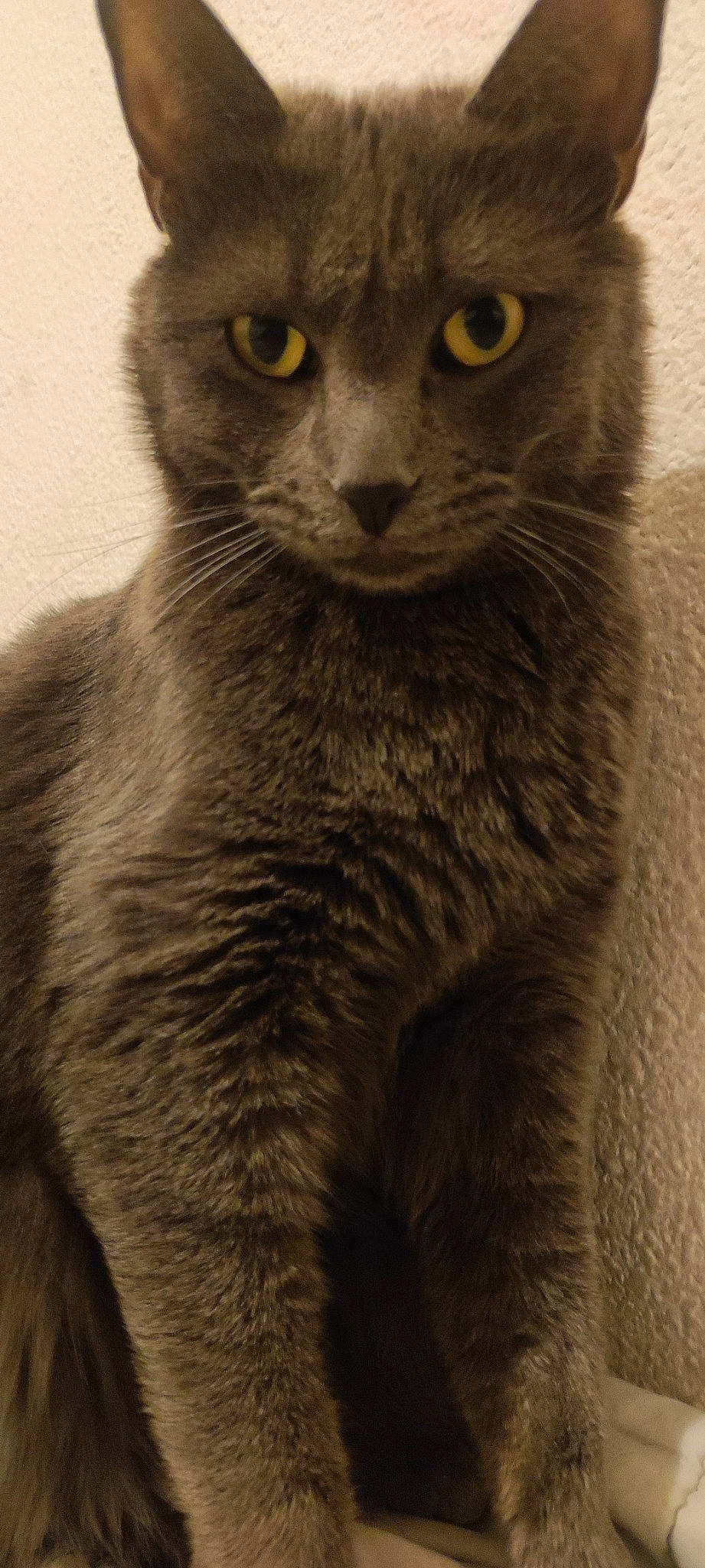 Tchoupi participe au concours pour gagner de l'argent avec cette photo : carnivore, cat, domestic_short_haired_cat, felidae, fur, grey, iris, monochrome, monochrome_photography, photography, small_to_medium_sized_cats, snout, terrestrial_animal, whiskers, wildlife