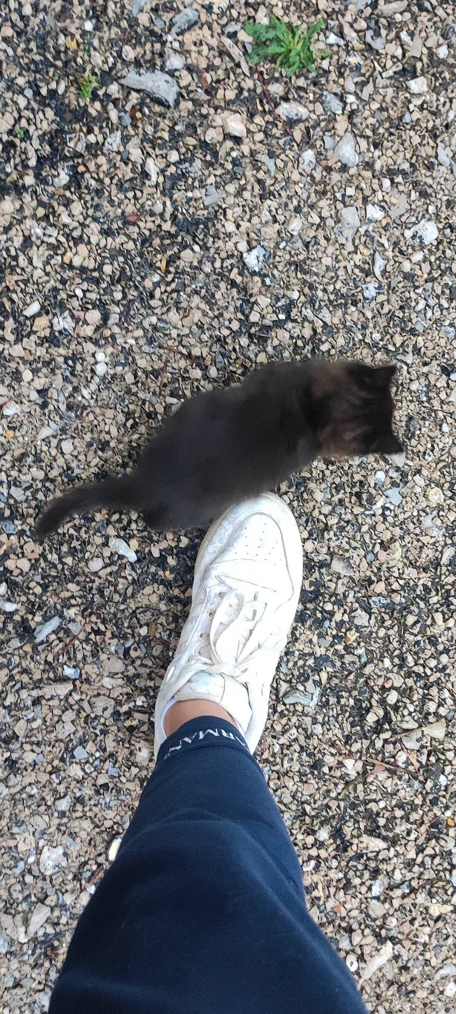 Luna a rejoint le concours — aidez-le/la à gagner de superbes lots ! asphalt, denim, foot, fur, gesture, glove, grass, grey, human_leg, knee, paw, people_in_nature, road_surface, sand, shadow, soil, tail, tar, thigh, tints_and_shades