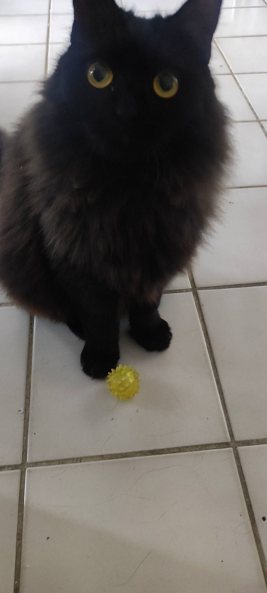 Luna a rejoint le concours — aidez-le/la à gagner de superbes lots ! black_cat, canidae, carnivore, cat, claw, companion_dog, dog_breed, domestic_short_haired_cat, felidae, floor, flooring, fur, hardwood, paw, road_surface, small_to_medium_sized_cats, tail, tile_flooring, whiskers, wood