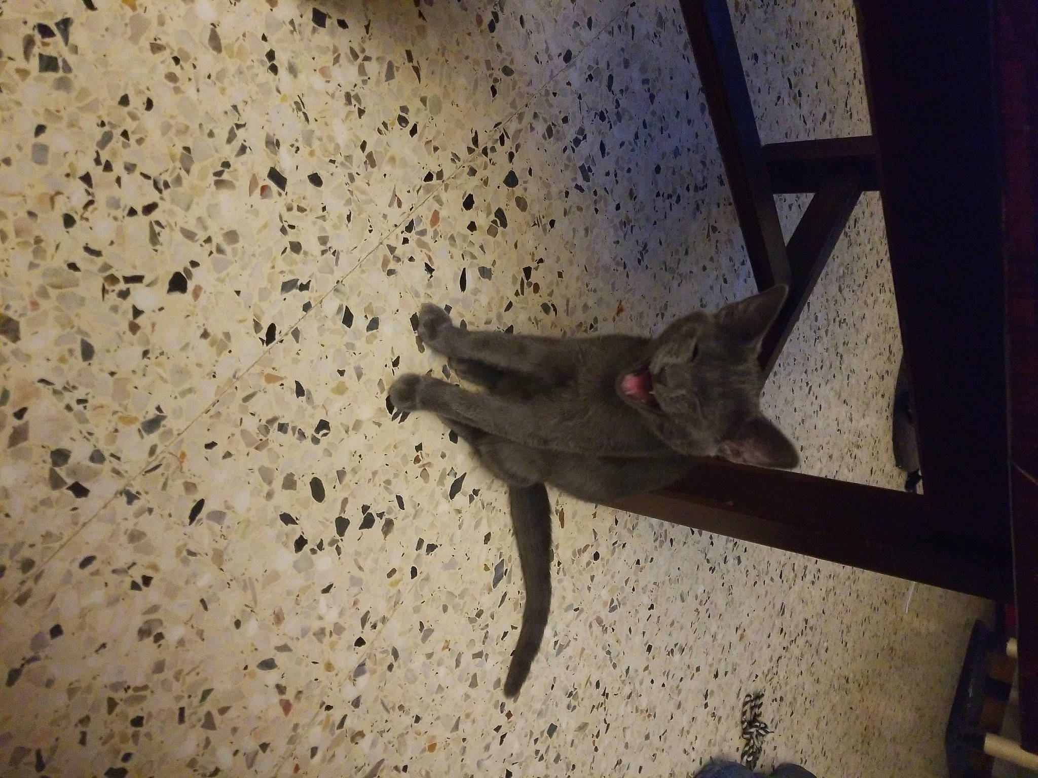 Tchoupi participe au concours pour gagner de l'argent avec cette photo : floor, flooring, house, room, tail, wall