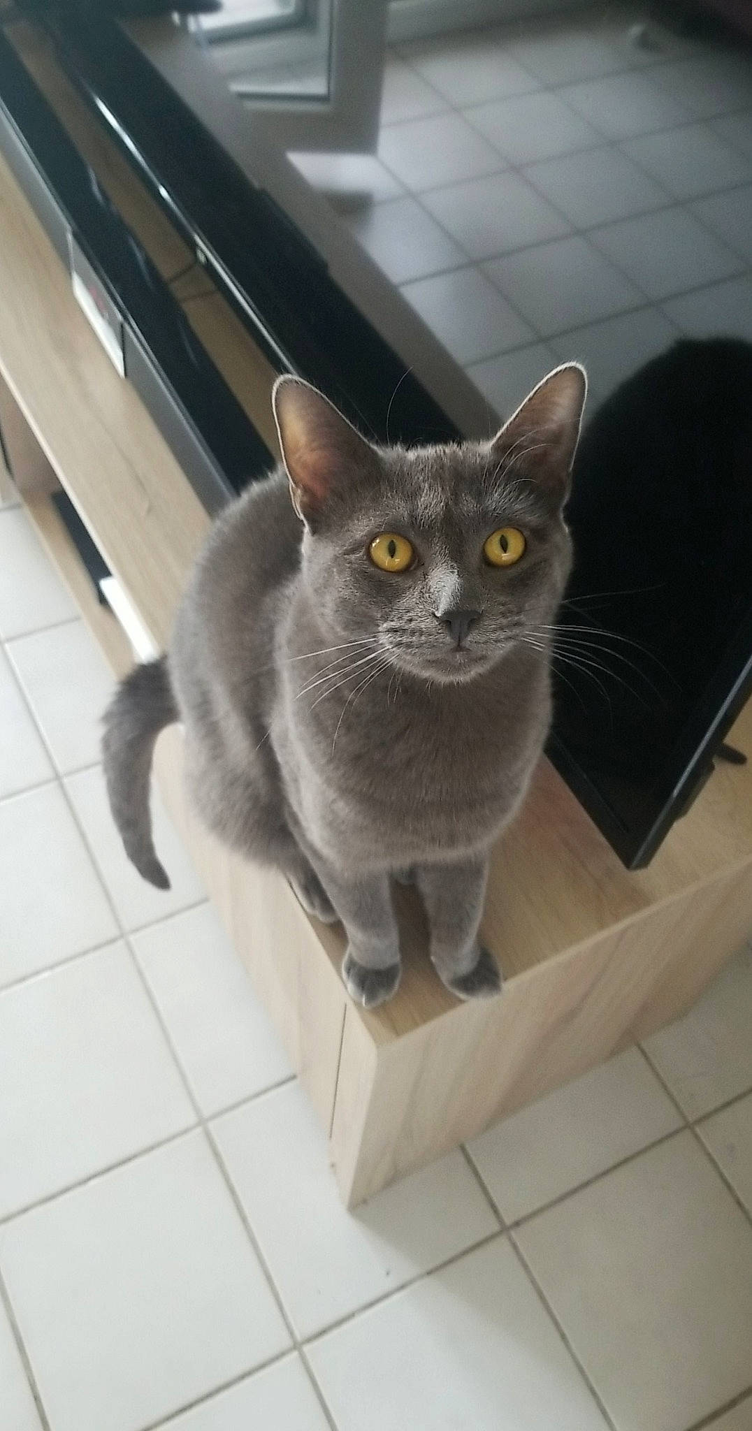 Tchoupi participe au concours pour gagner de l'argent avec cette photo : box, carnivore, cat, domestic_short_haired_cat, felidae, flooring, grey, russian_blue, small_to_medium_sized_cats, snout, tail, tile_flooring, whiskers