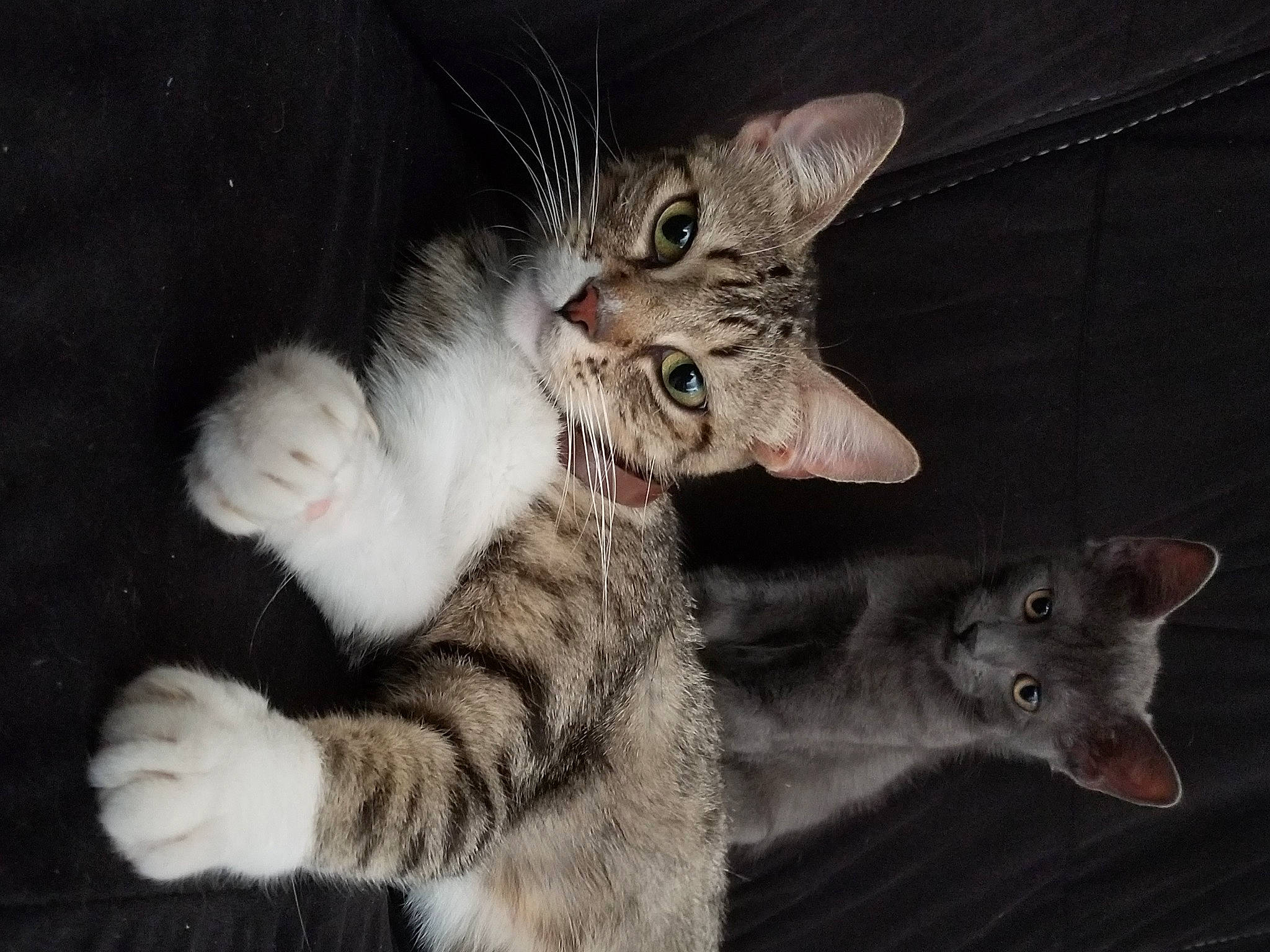 Nestea participe au concours pour gagner de l'argent avec cette photo : american_wirehair, asian, carnivore, cat, domestic_short_haired_cat, dragon_li, egyptian_mau, european_shorthair, felidae, kitten, mammal, ocicat, oriental_longhair, oriental_shorthair, pixie_bob, polydactyl_cat, small_to_medium_sized_cats, tabby_cat, vertebrate, whiskers