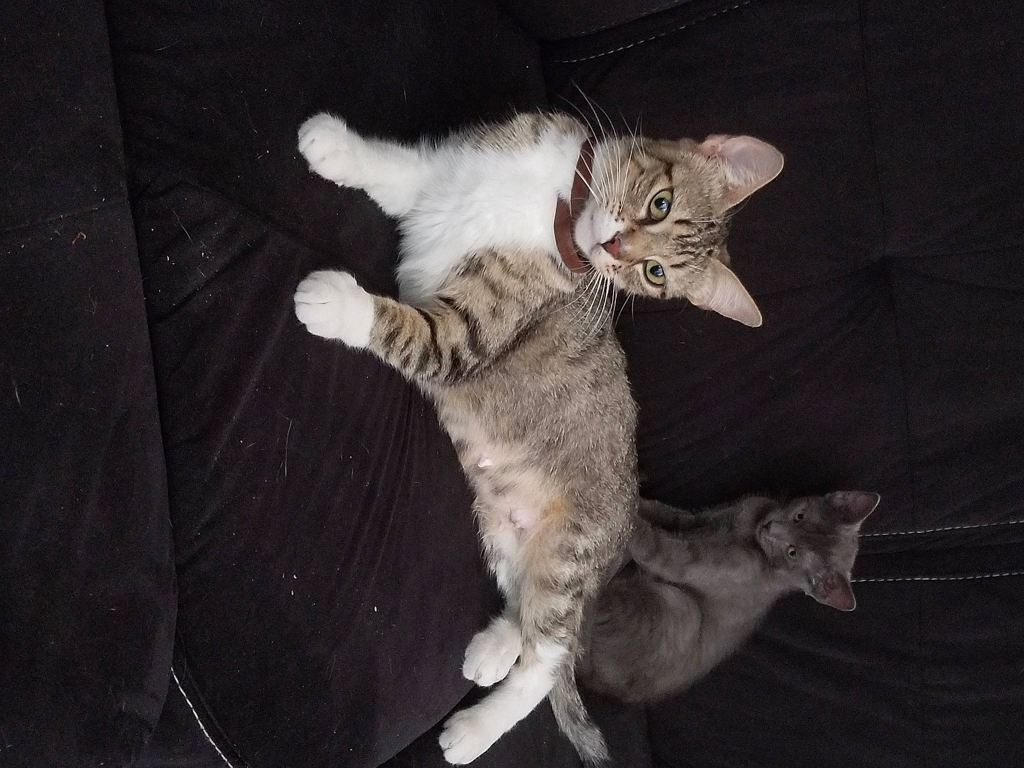 Nestea a rejoint le concours — aidez-le/la à gagner de superbes lots ! asian, carnivore, cat, claw, domestic_short_haired_cat, dragon_li, european_shorthair, felidae, fur, german_rex, kitten, mammal, ocicat, organism, oriental_longhair, polydactyl_cat, small_to_medium_sized_cats, tabby_cat, tail, whiskers