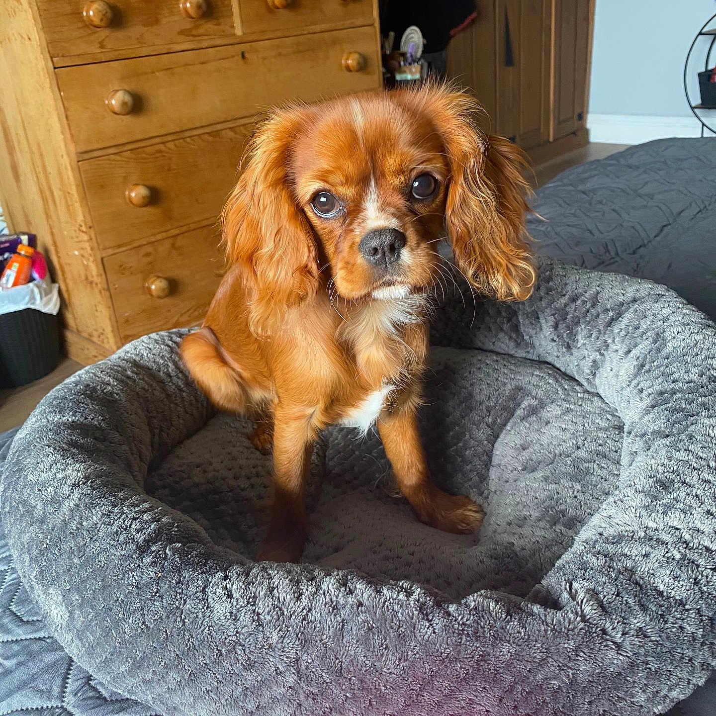 Amber is registered to the contest to win money with this photo: adult, animal, bed, bedroom, cabinet, canine, cockerspaniel, couch, dog, dogbed, drawer, female, furniture, indoors, interiordesign, papillon, person, pet, puppy, woman