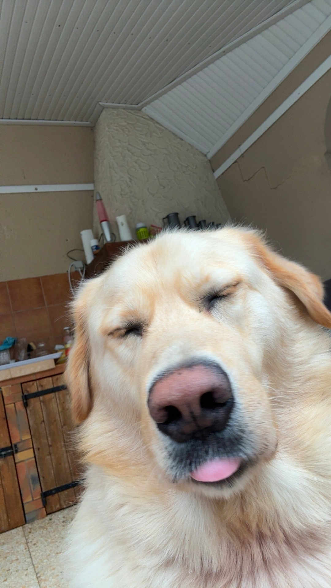 Phalco participe au concours pour gagner de l'argent avec cette photo : animal, background, close_up, cute, dog, ears, expression, face, fluffy, fur, golden_retriever, household, indoor, mammal, nose, pet, rustic, tongue, tongue_out, wooden_cabinet