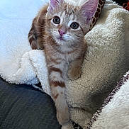 Archie is registered to the contest to win money with this photo: kitten, cat, orange_tabby, pet, animal, feline, fluffy_blanket, cozy, indoor, cute, young, curious, whiskers, paw, fur, resting, comfort, domestic, soft, closeup