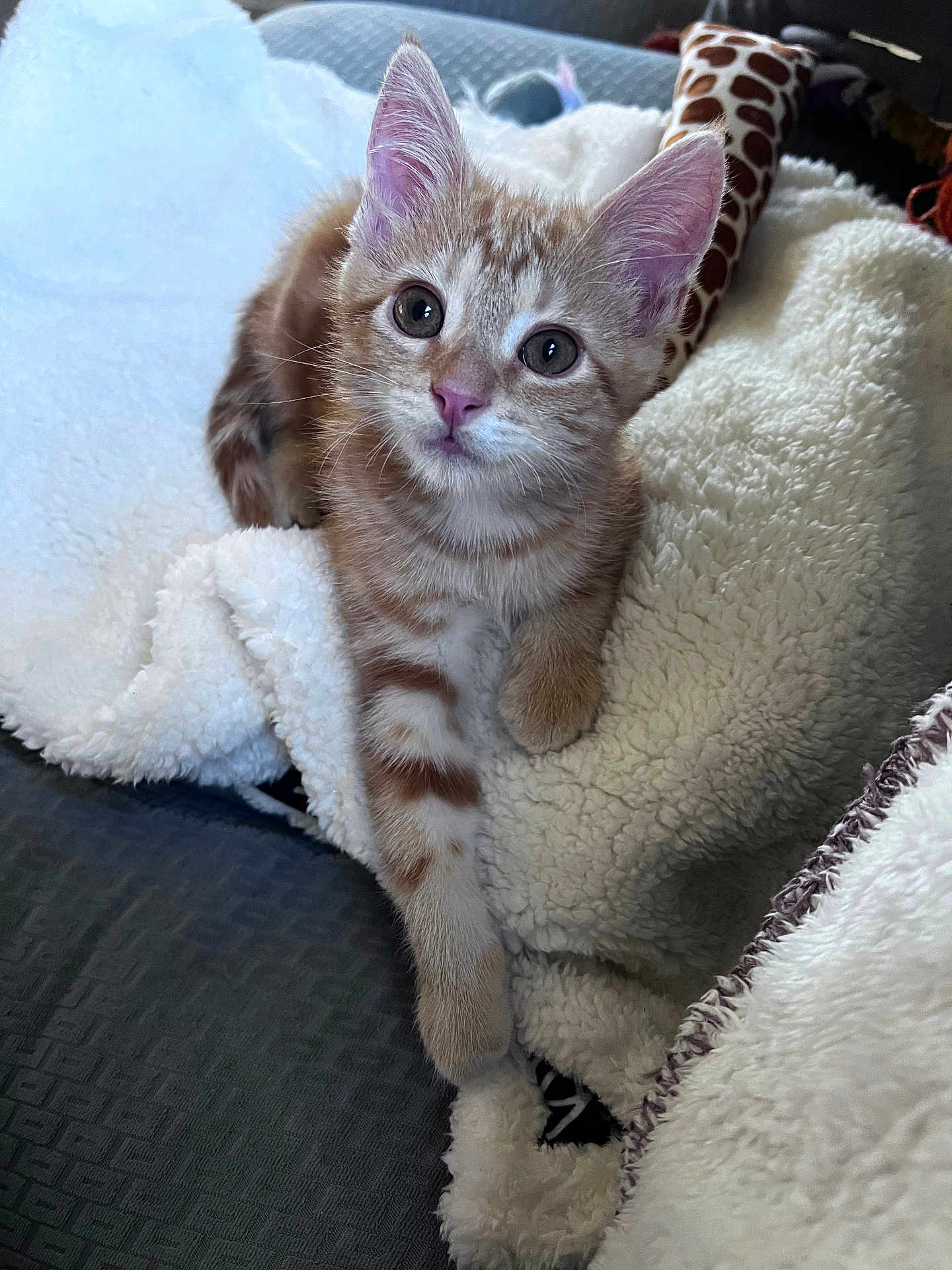 Archie is registered to the contest to win money with this photo: kitten, cat, orange_tabby, pet, animal, feline, fluffy_blanket, cozy, indoor, cute, young, curious, whiskers, paw, fur, resting, comfort, domestic, soft, closeup