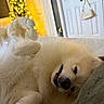 dog, puppy, golden_retriever, fluffy, white_fur, sleeping, lying_down, upside_down, toothy_grin, playful, cute, indoor, christmas_tree, string_lights, holiday, bed, blanket, handbag, portrait, cozy