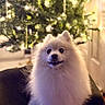 Jonas joined the competition — help win amazing prizes! dog, white_dog, fluffy, pomeranian, pet, animal, christmas_tree, holiday, indoors, portrait, sitting, fur, small_dog, cute, happy, open_mouth, dark_eyes, couch, warm_lighting, festive