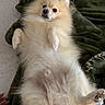 dog, puppy, pomeranian, fluffy, cream_colored, lying_down, belly_up, paws, black_nose, dark_eyes, indoors, blanket, bed, plush_toy, pet, cute, relaxed, portrait, close_up, animal