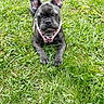 Pebbles is registered to the contest to win money with this photo: dog, french_bulldog, puppy, grass, outdoor, pet, animal, canine, young, ears, leash, harness, pink, nature, green, cute, lying_down, alert, summer, daylight