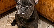 Pebbles is registered to the contest to win money with this photo: french_bulldog, puppy, dog, pet, indoor, tile_floor, wooden_cabinet, ears, cute, animal, companion, young, fur, sitting, looking_up, domestic, canine, adorable, brown, small