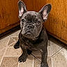 french_bulldog, puppy, dog, pet, indoor, tile_floor, wooden_cabinet, ears, cute, animal, companion, young, fur, sitting, looking_up, domestic, canine, adorable, brown, small