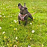 Pebbles is registered to the contest to win money with this photo: dog, french_bulldog, grass, dandelion, flower, leash, harness, outdoor, park, tree, house, residential, spring, daytime, pet, animal, greenery, nature, cute, leaves