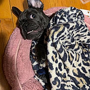 Pebbles joined the competition — help win amazing prizes! dog, french_bulldog, black_dog, blanket, leopard_print, pet_bed, pink_bed, wooden_floor, indoor, cute, playful, animal, cozy, small_dog, ear_up, teeth, resting, pet, companion, adorable