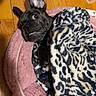 dog, french_bulldog, black_dog, blanket, leopard_print, pet_bed, pink_bed, wooden_floor, indoor, cute, playful, animal, cozy, small_dog, ear_up, teeth, resting, pet, companion, adorable