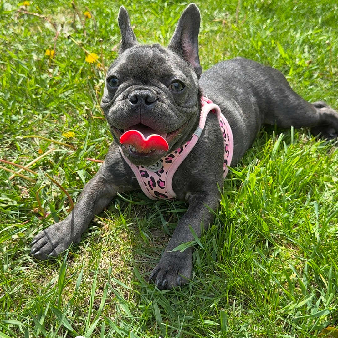 Pebbles