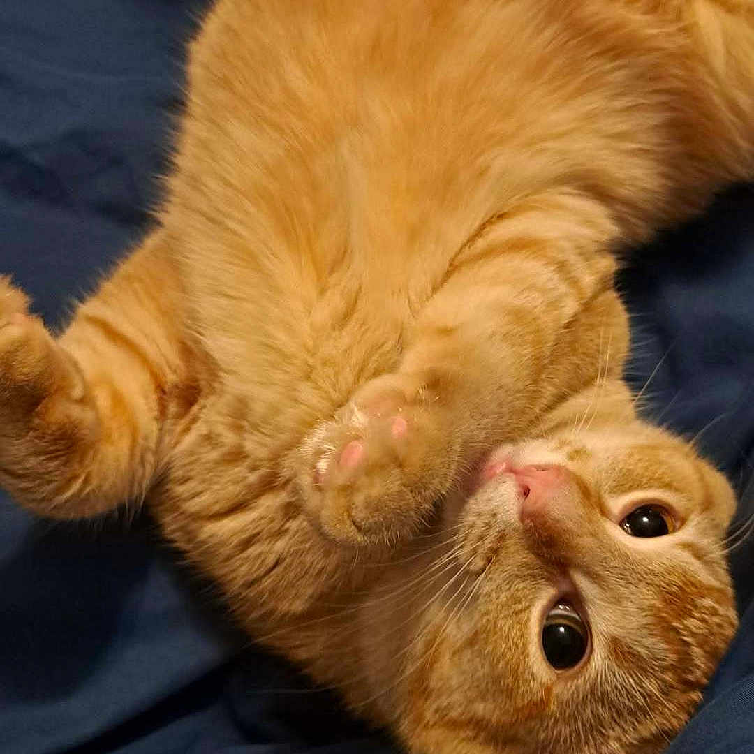 Sephiroth is registered to the contest to win money with this photo: animal, bed, blanket, cat, closeup, cozy, curious, cute, domestic_cat, feline, fur, indoor, orange_tabby, paw, pet, playful, resting, sleepy, soft, whiskers