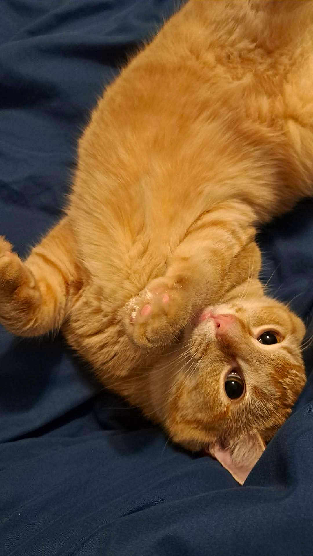 Sephiroth is registered to the contest to win money with this photo: cat, orange_tabby, pet, animal, fur, whiskers, paw, bed, blanket, cute, domestic_cat, sleepy, resting, indoor, feline, soft, curious, playful, closeup, cozy