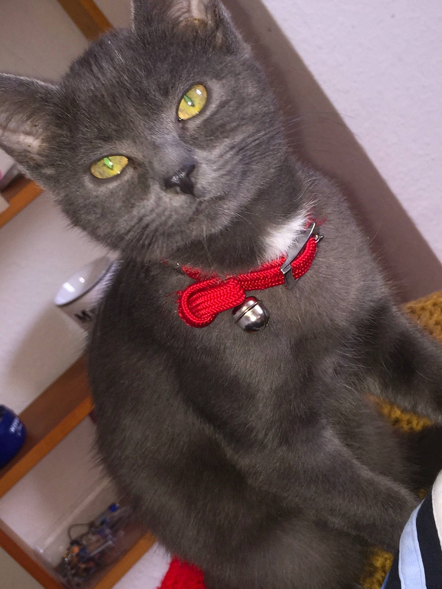 Rasta a rejoint le concours — aidez-le/la à gagner de superbes lots ! asian, black_cat, british_shorthair, carnivore, cat, chartreux, domestic_short_haired_cat, felidae, korat, mammal, nebelung, russian_blue, small_to_medium_sized_cats, snout, whiskers