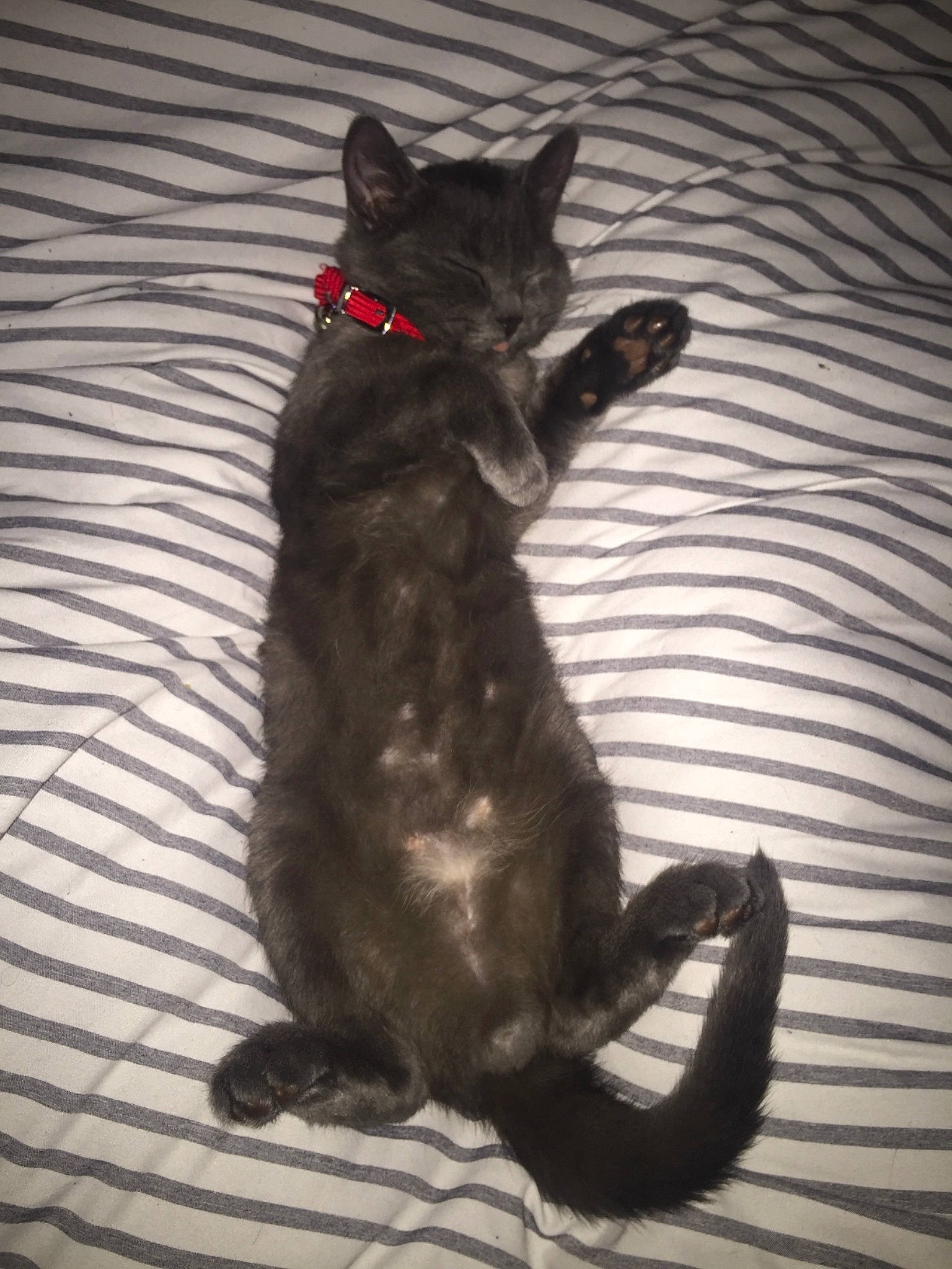 Rasta participe au concours pour gagner de l'argent avec cette photo : asian, black_cat, carnivore, cat, claw, domestic_short_haired_cat, felidae, german_rex, small_to_medium_sized_cats, snout, tail, whiskers