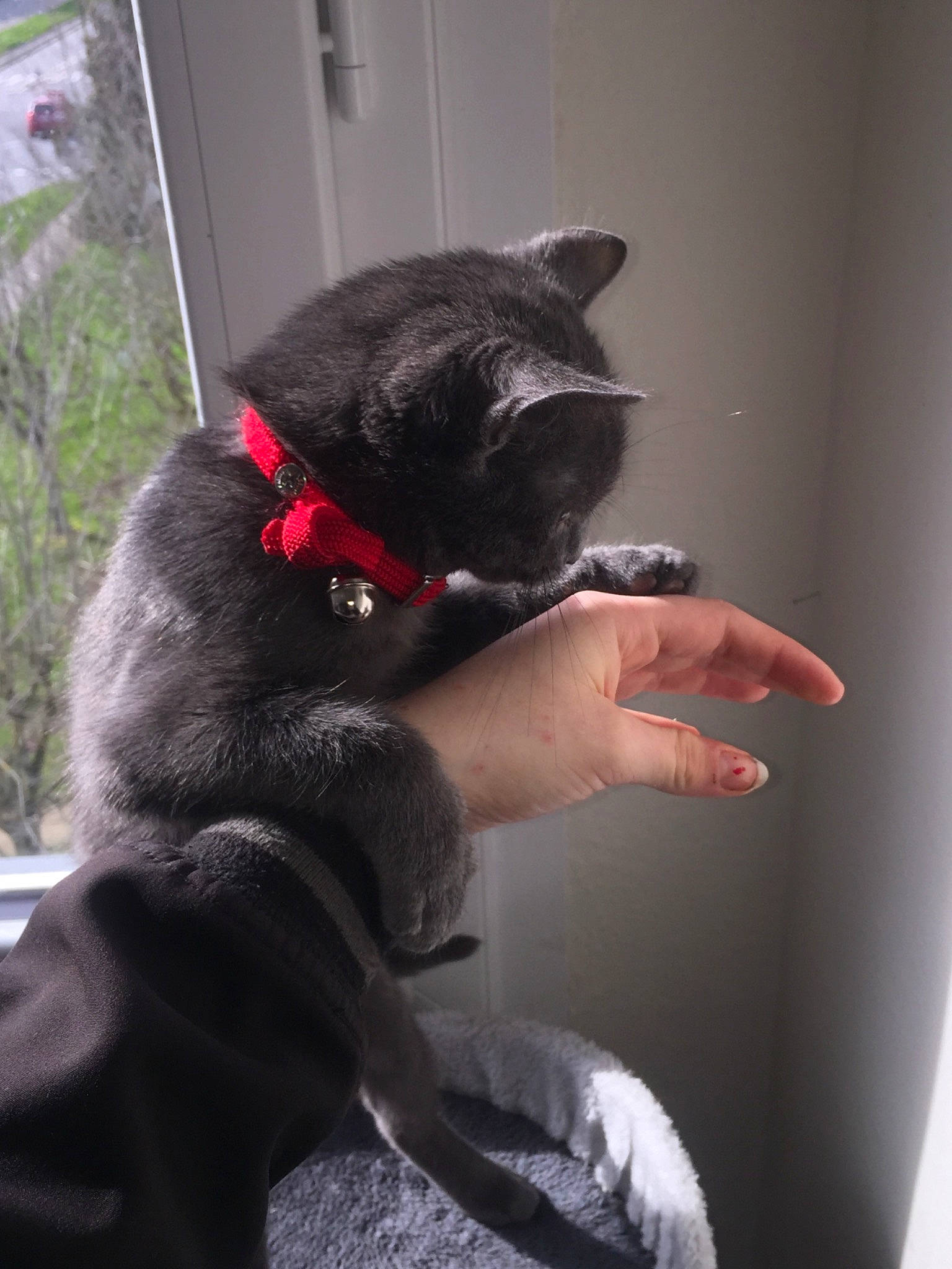 Rasta a rejoint le concours — aidez-le/la à gagner de superbes lots ! black_cat, bombay, canidae, carnivore, cat, dog_breed, domestic_short_haired_cat, ear, felidae, korat, nebelung, small_to_medium_sized_cats, snout, tail, whiskers